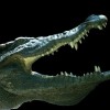 Krokodil Drug