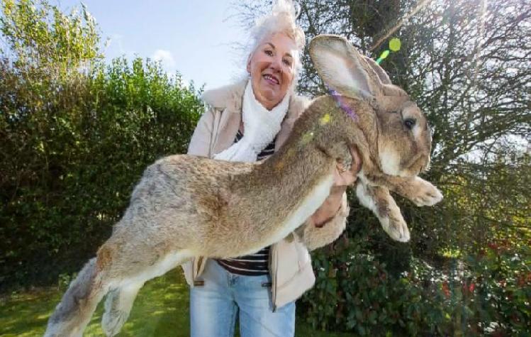 World's Longest Rabbit Darius Celebrates 5th Birthday Today